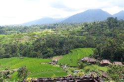 Balinese Rice Terraces